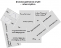 Dominospiel Circle of Life Lebenszyklus